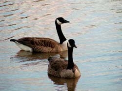 Canada Geese