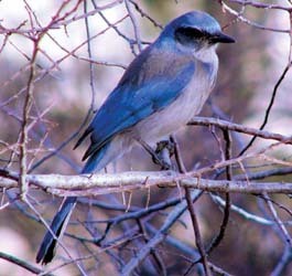 Rhapsodies in Blue: Blue Jays - All Seasons Wild Bird Store