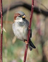 House Sparrow Bird Facts