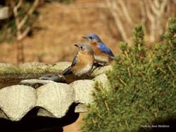 All About Bluebirds and How to Attract Them - Wild Birds Unlimited