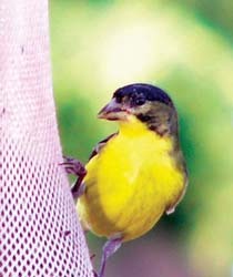 Lesser Goldfinch 