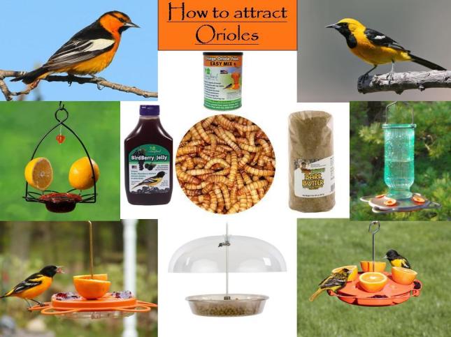 How to Attract Orioles This Spring