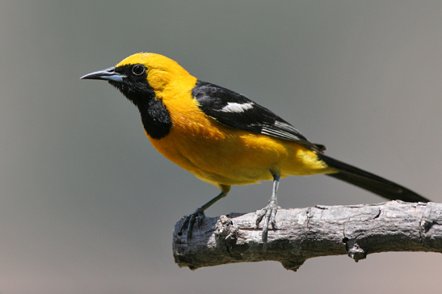 Baltimore Oriole eating mulberries - FeederWatch