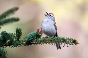 Chipping Sparrow